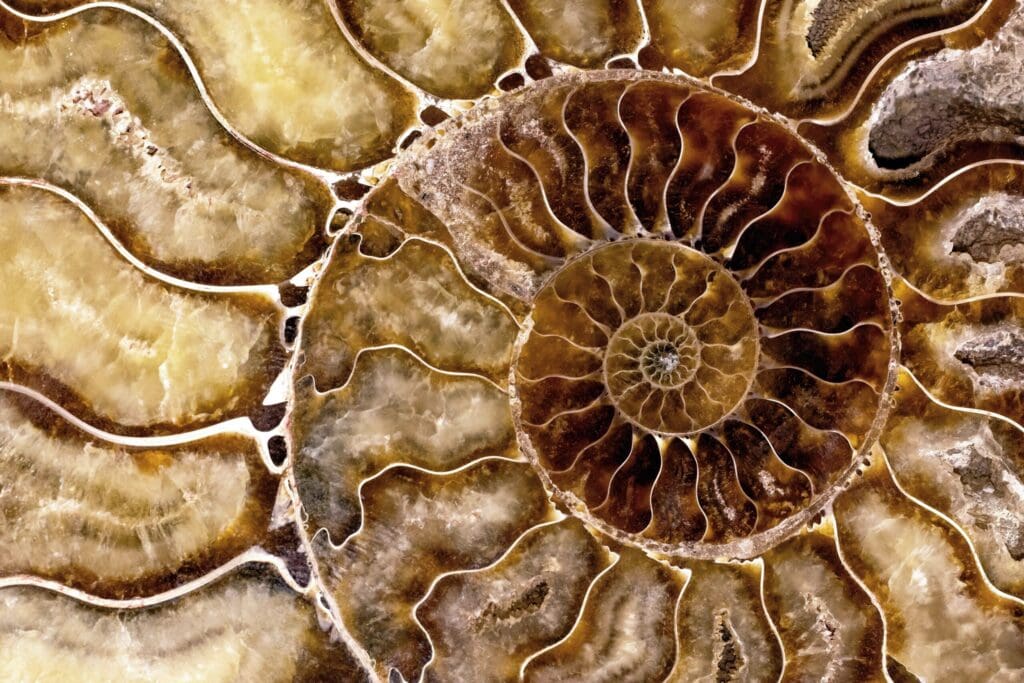 Spiralling Life Force